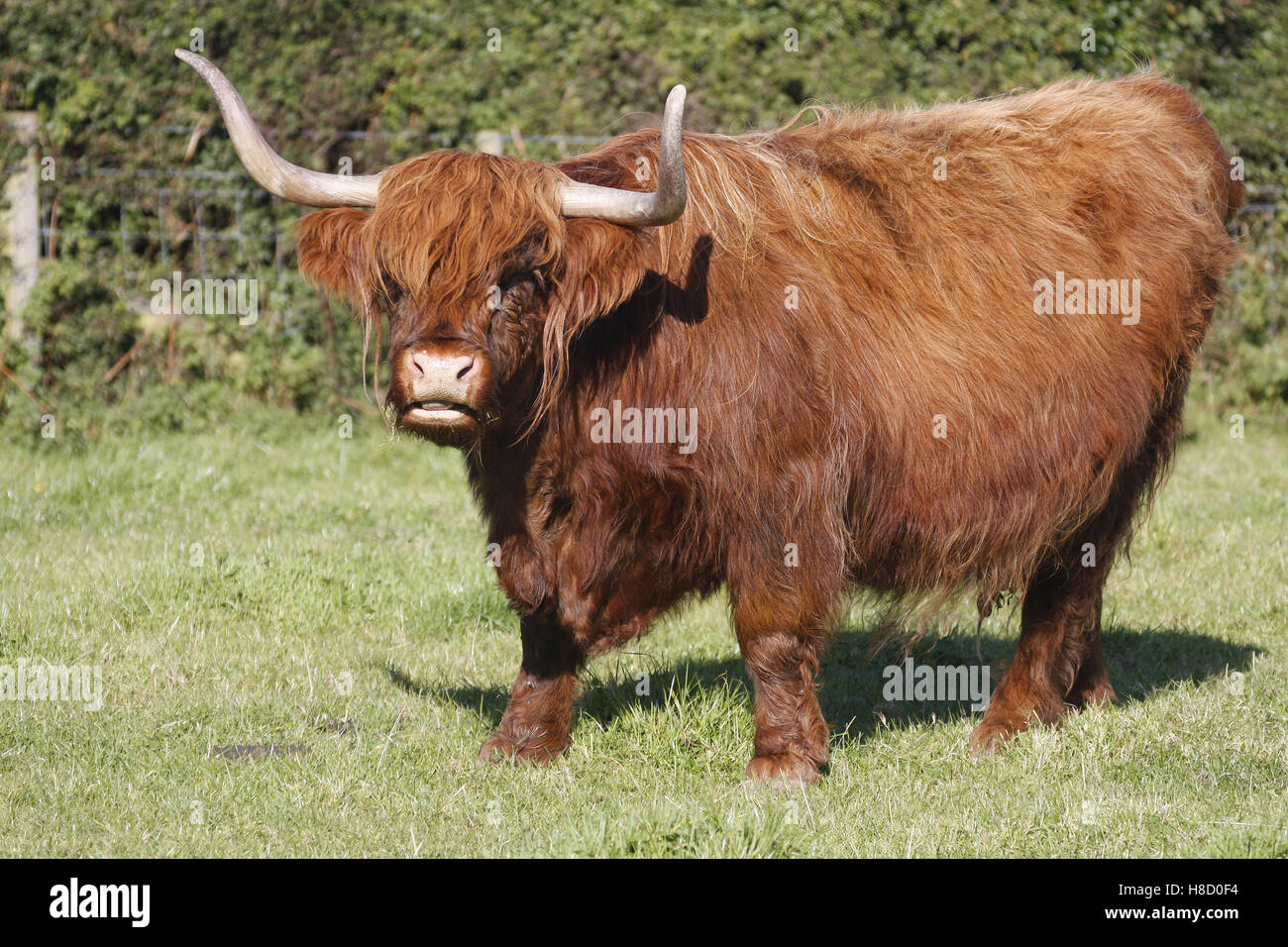 Full Size Shetland Aberdeen Angus cattle in field Banque D'Images