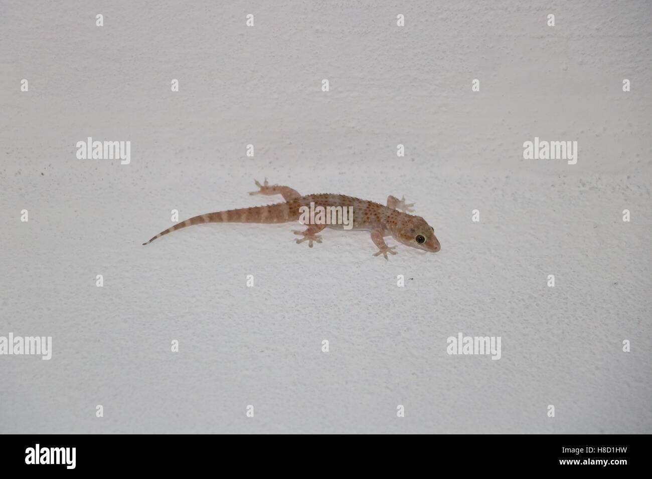 Gecko ou lézard sur le mur disponibles en haute résolution et plusieurs tailles pour s'adapter aux besoins de votre projet Banque D'Images