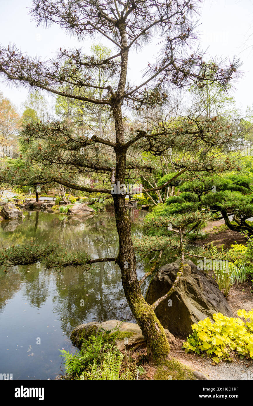 Pins sur les rives du lac dans le jardin japonais Banque D'Images