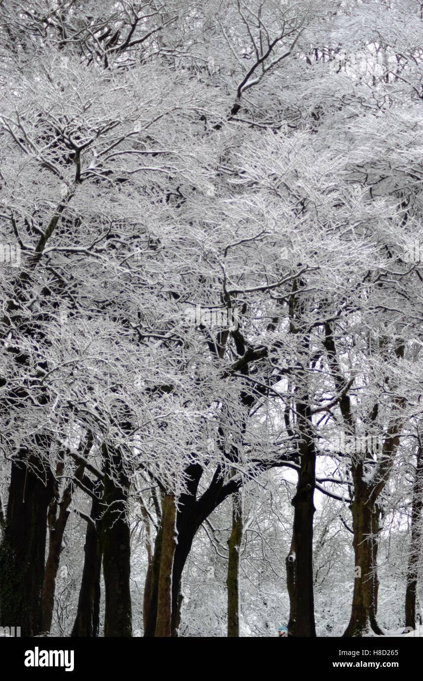 Les arbres dans un parc à Swansea après une chute de neige en hiver Banque D'Images