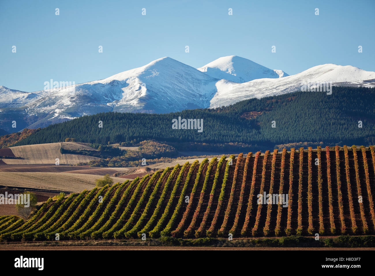 10/11/16 Vignobles près de San Fernando, La Rioja, Espagne, avec le Mont San Lorenzo après neige dans la Sierra de la demanda de montagnes. Banque D'Images