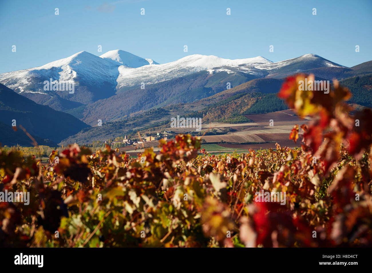 10/11/16 Vignobles près de San Fernando, La Rioja, Espagne, avec le Mont San Lorenzo après neige dans la Sierra de la demanda de montagnes. Banque D'Images