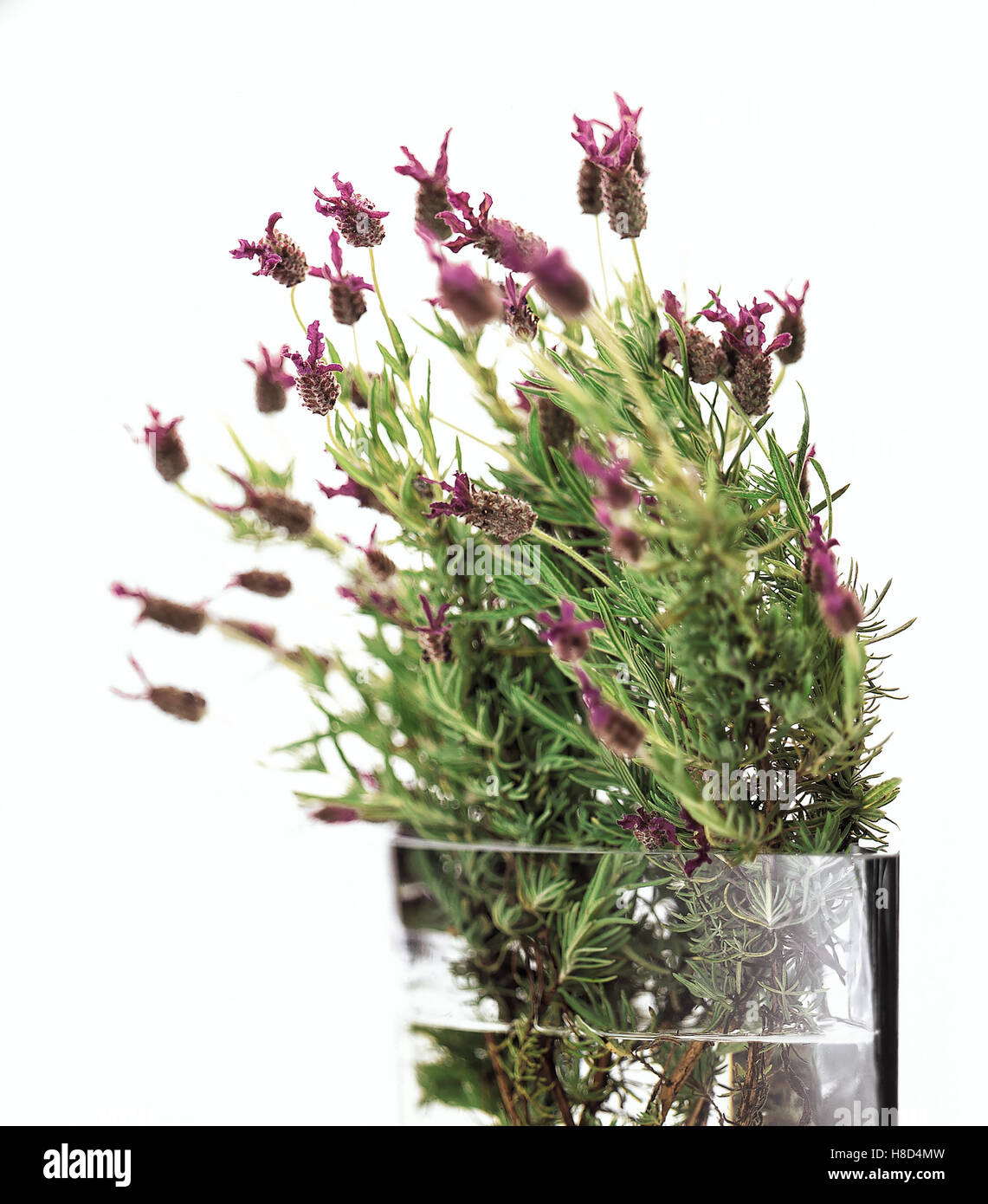 Un vase rempli de lavande en fleurs Banque D'Images