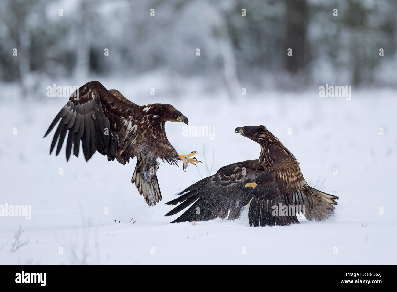 Deux des pygargues à queue blanche / des pygargues à queue blanche /'ernes (Haliaeetus albicilla) combats dans la neige en hiver Banque D'Images