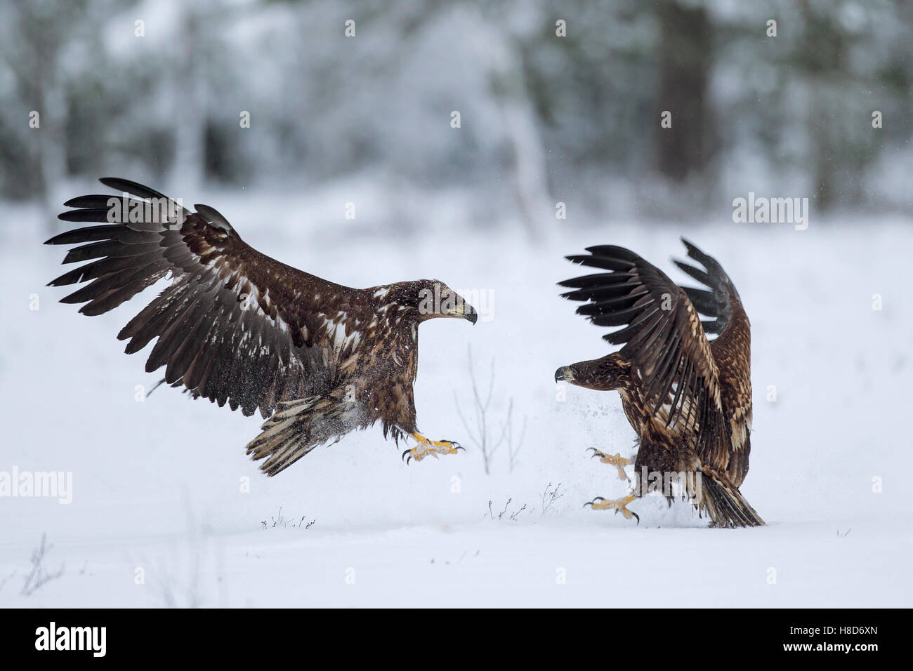 Deux des pygargues à queue blanche / des pygargues à queue blanche /'ernes (Haliaeetus albicilla) combats dans la neige en hiver Banque D'Images