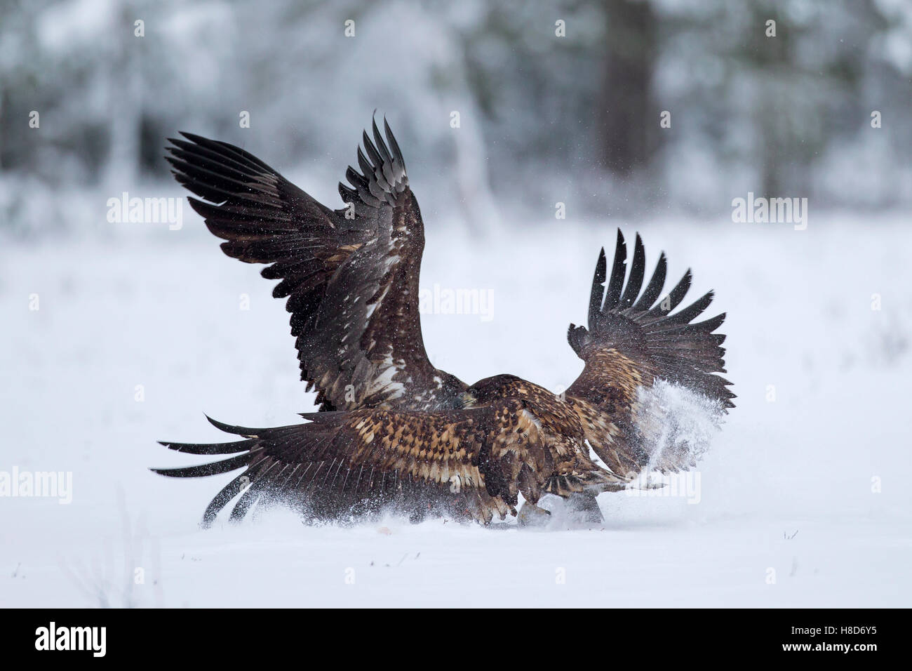 Deux des pygargues à queue blanche / des pygargues à queue blanche /'ernes (Haliaeetus albicilla) combats dans la neige en hiver Banque D'Images
