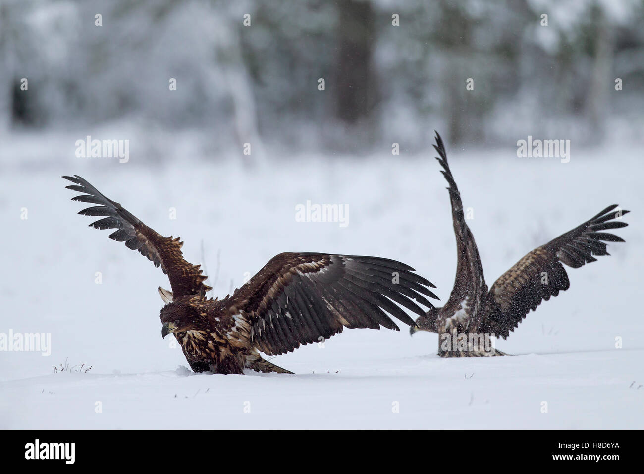 Deux des pygargues à queue blanche / des pygargues à queue blanche /'ernes (Haliaeetus albicilla) combats dans la neige en hiver Banque D'Images