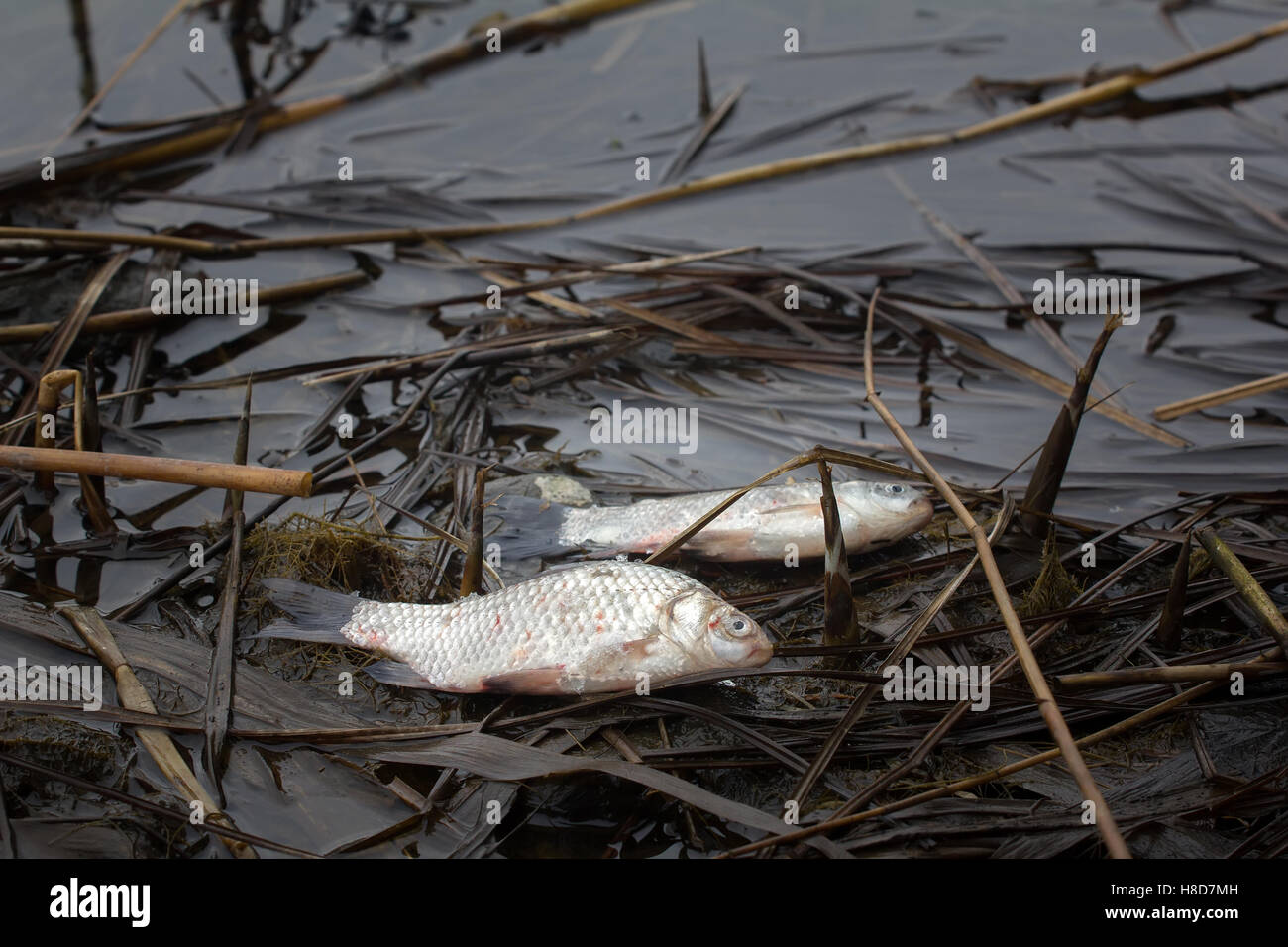 La destruction par l'hiver (la mortalité du poisson) sur le lac de la forêt à la fin de l'hiver. Haletant, du poisson à moitié morte et spécimens morts Banque D'Images