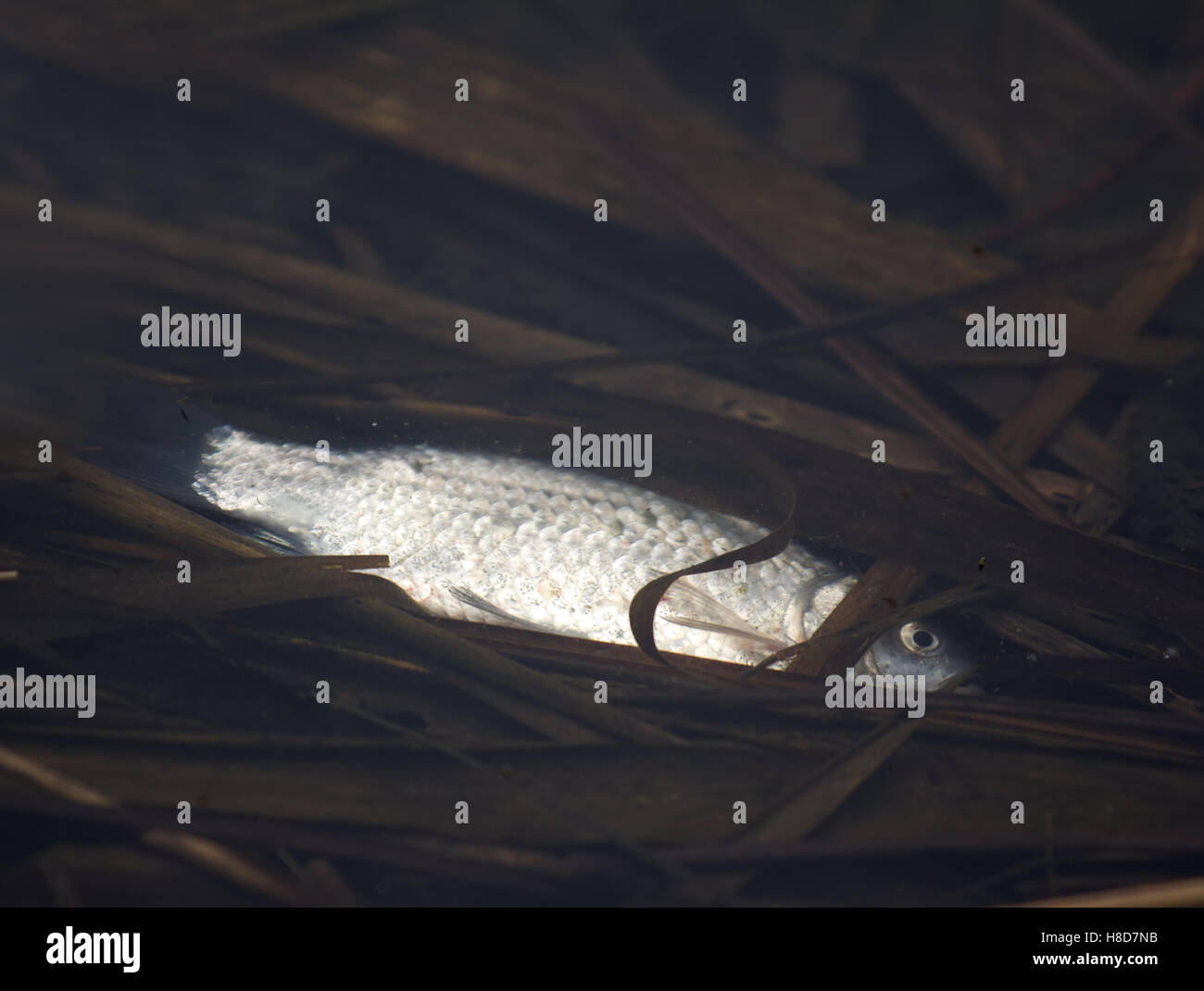 La destruction par l'hiver (la mortalité du poisson) sur le lac de la forêt à la fin de l'hiver. Haletant, du poisson à moitié morte et spécimens morts Banque D'Images