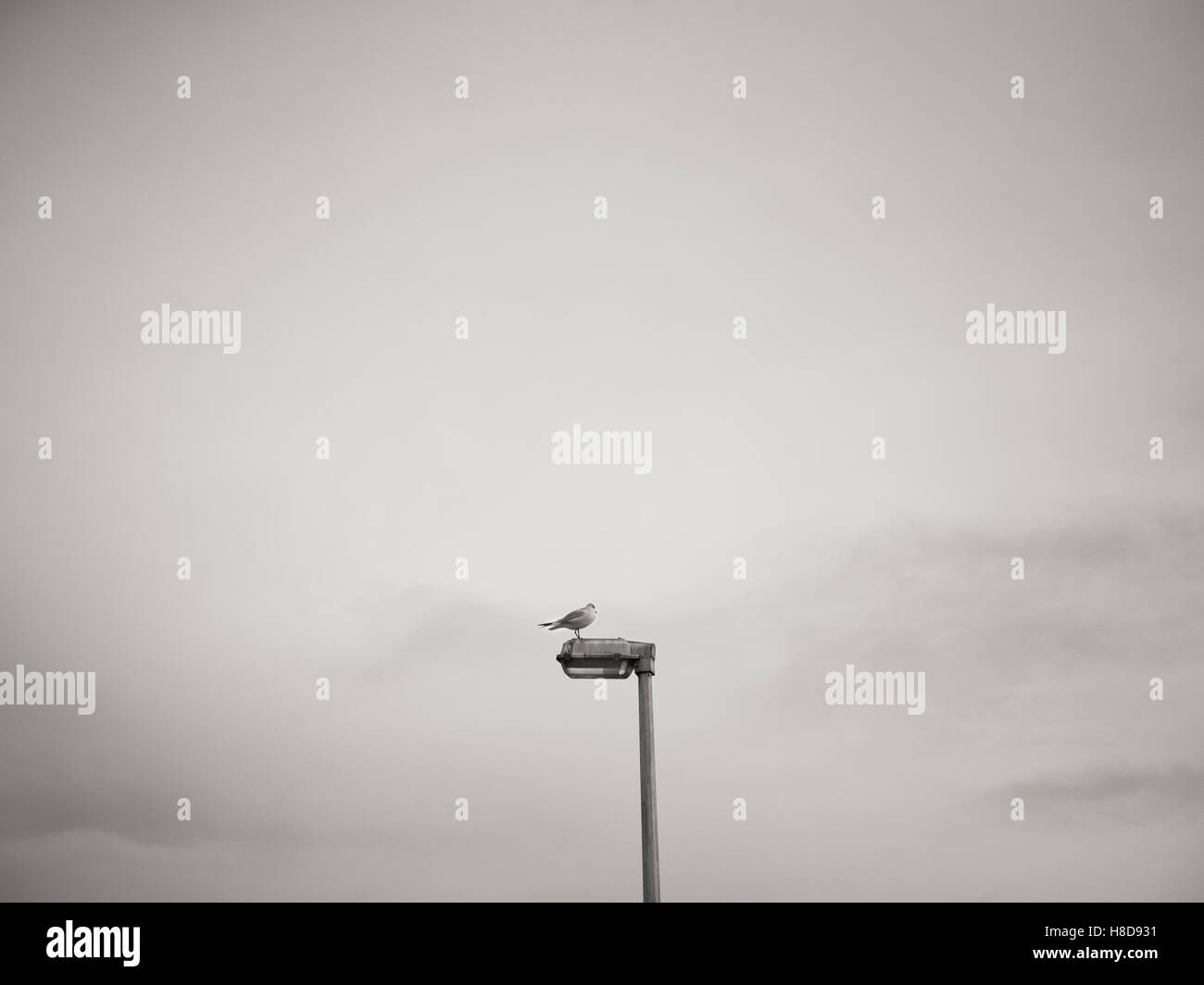 Seagull landing assis sur un lampadaire / lanterne en noir et blanc Banque D'Images