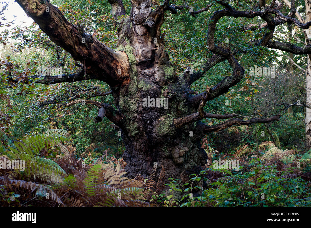 Gnarly chêne dans la forêt de Sherwood Banque D'Images