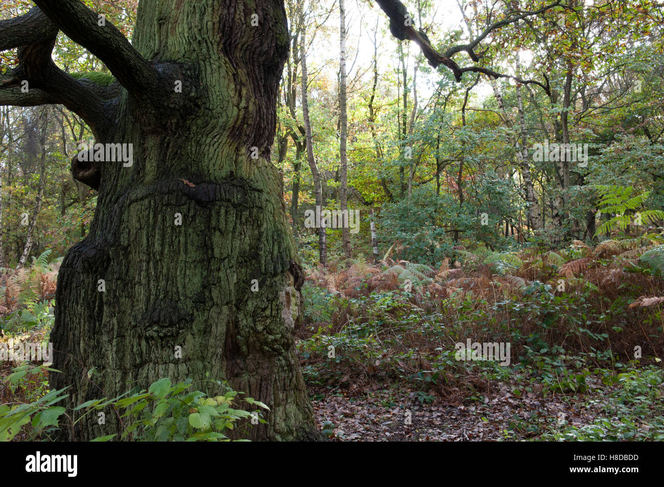 Chênes dans la forêt de Sherwood en automne Banque D'Images