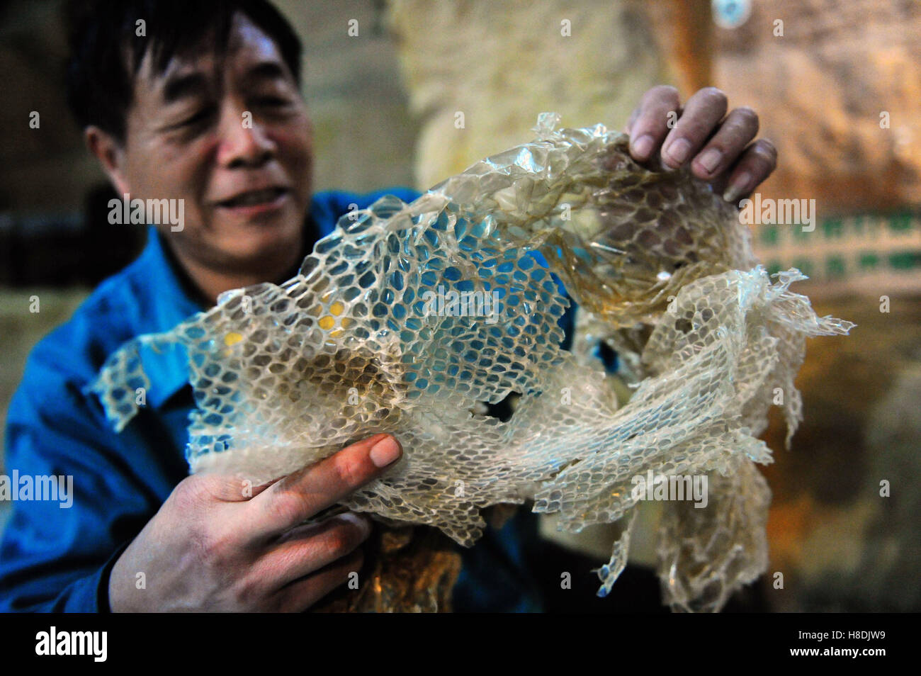 Qingdao, Qingdao, Chine. 10 Nov, 2016. Qingdao, Chine 10 novembre 2016 : (usage éditorial uniquement. Chine OUT) l'animal keeper montre le serpent python birman de slough à Qingdao Forest Wildlife World à Qingdao, province de Shandong en Chine orientale, le 10 novembre 2016. Le python birman est d'environ 42 kg en poids. Python birman, également connu sous le nom de python bivittatus, est l'une des cinq plus grandes espèces de serpents dans le monde. Elle est originaire d'une grande variation de tropic et subtropic domaines de l'Asie du Sud et du sud-est. Souvent les Indiens adorent comme dieu. (Crédit Image : © SIPA l'Asie via ZUMA Wi Banque D'Images