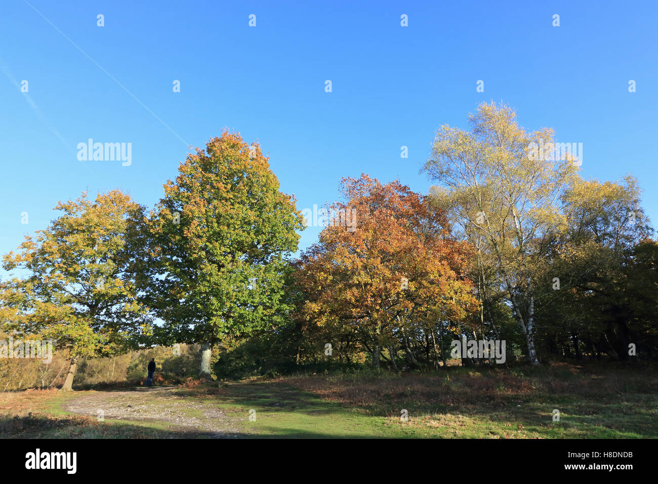Headley Heath, Surrey, England, UK 11 novembre 2016. Les feuilles d'automne à Headley Heath près de Ashtead Surrey. Credit : Julia Gavin UK/Alamy Live News Banque D'Images