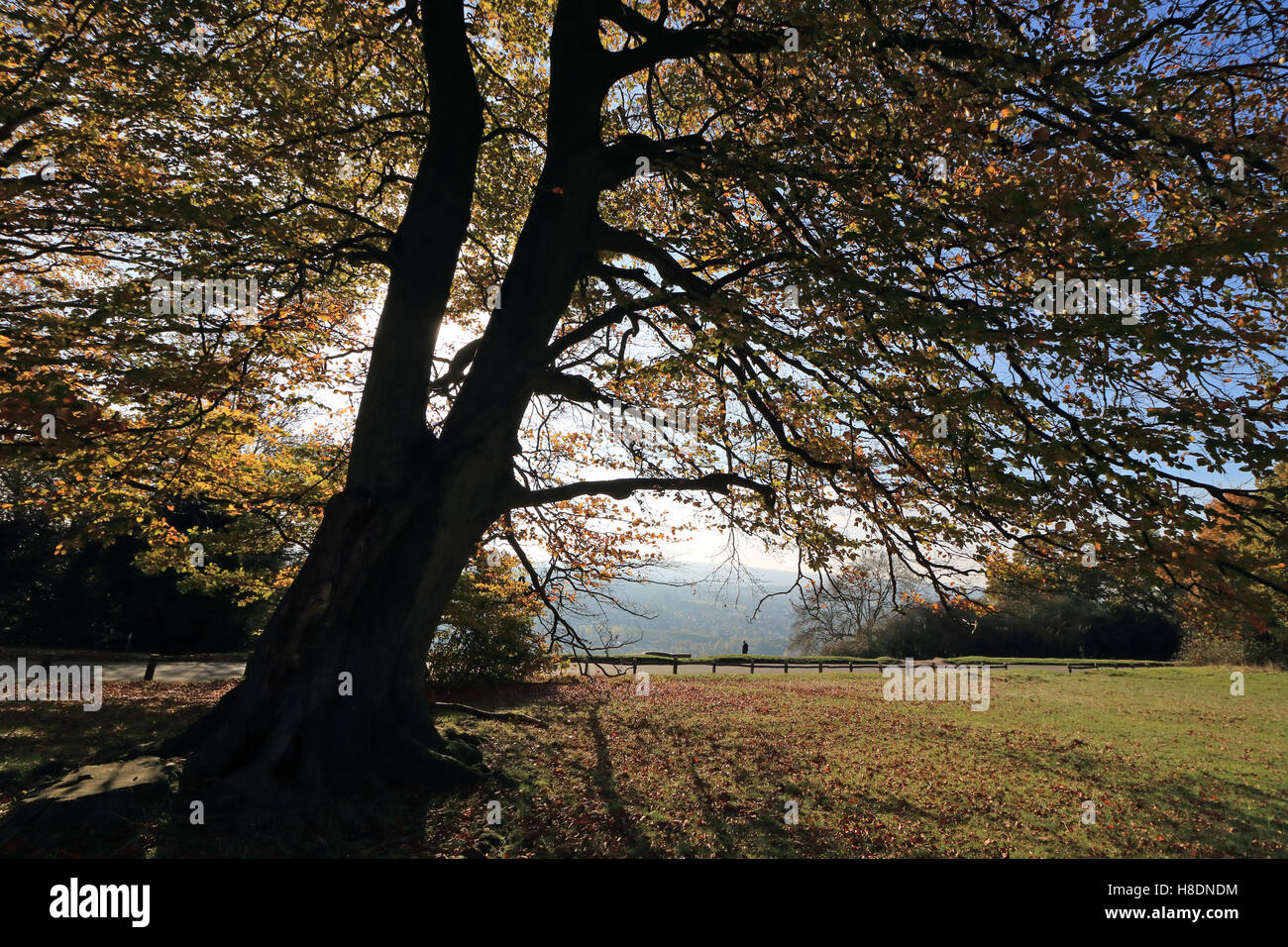 Dorking Surrey England UK 11 novembre 2016. Feuilles d'automne sur Fort Hill, près de Dorking Surrey. Credit : Julia Gavin UK/Alamy Live News Banque D'Images