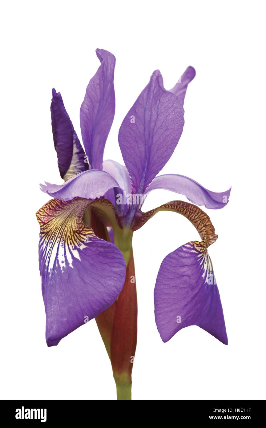 Purple Iris de Sibérie (Iris sibirica L.) Macro Closeup, isolé Banque D'Images