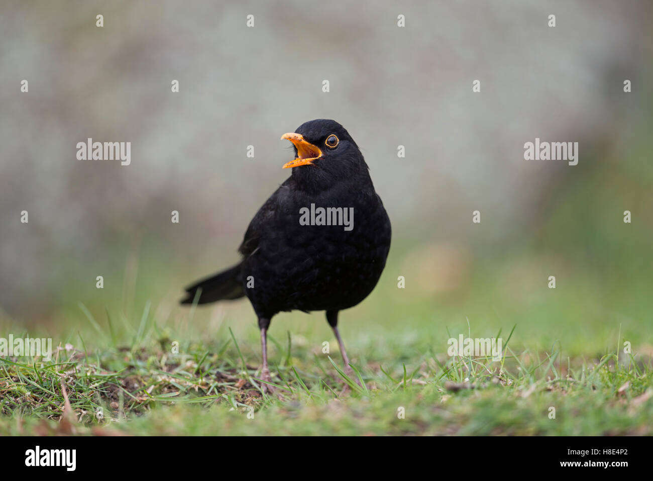 Blackbird commun / Amsel ( Turdus merula ), mâle noir, assis sur le sol, chantant, courtisant, bec ouvert, bec, bec, vue frontale, faune, Europe. Banque D'Images
