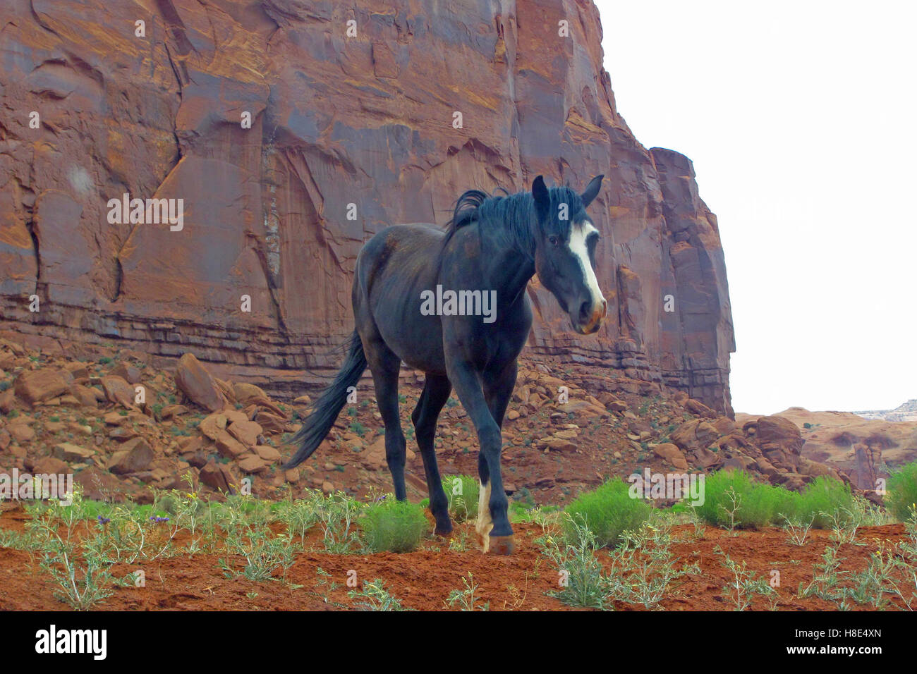Dans la région de Wild Horse Monument Valley Banque D'Images