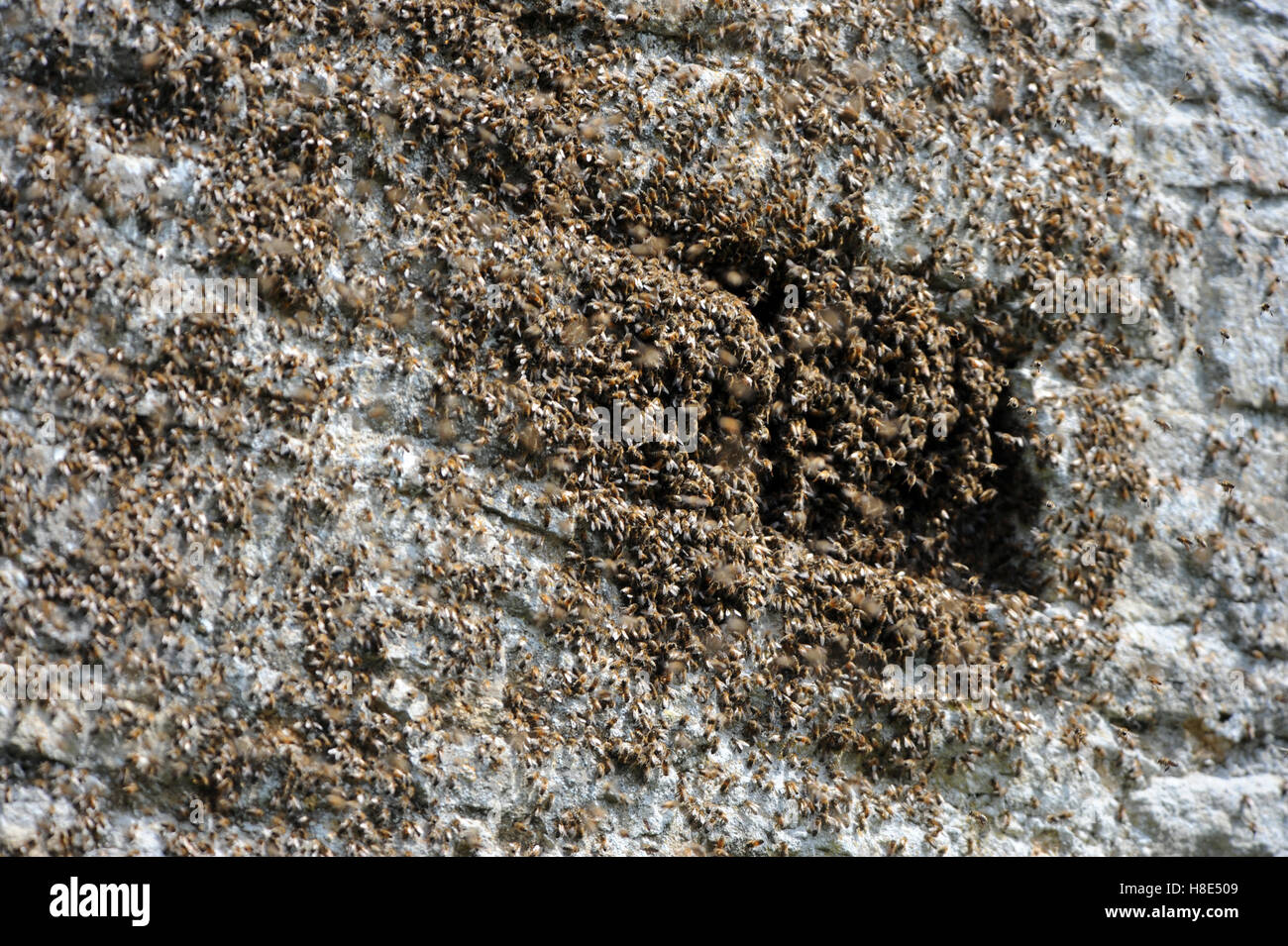 D'un essaim d'abeilles dans les ruines d'une abbaye, Oxfordshire UK Banque D'Images