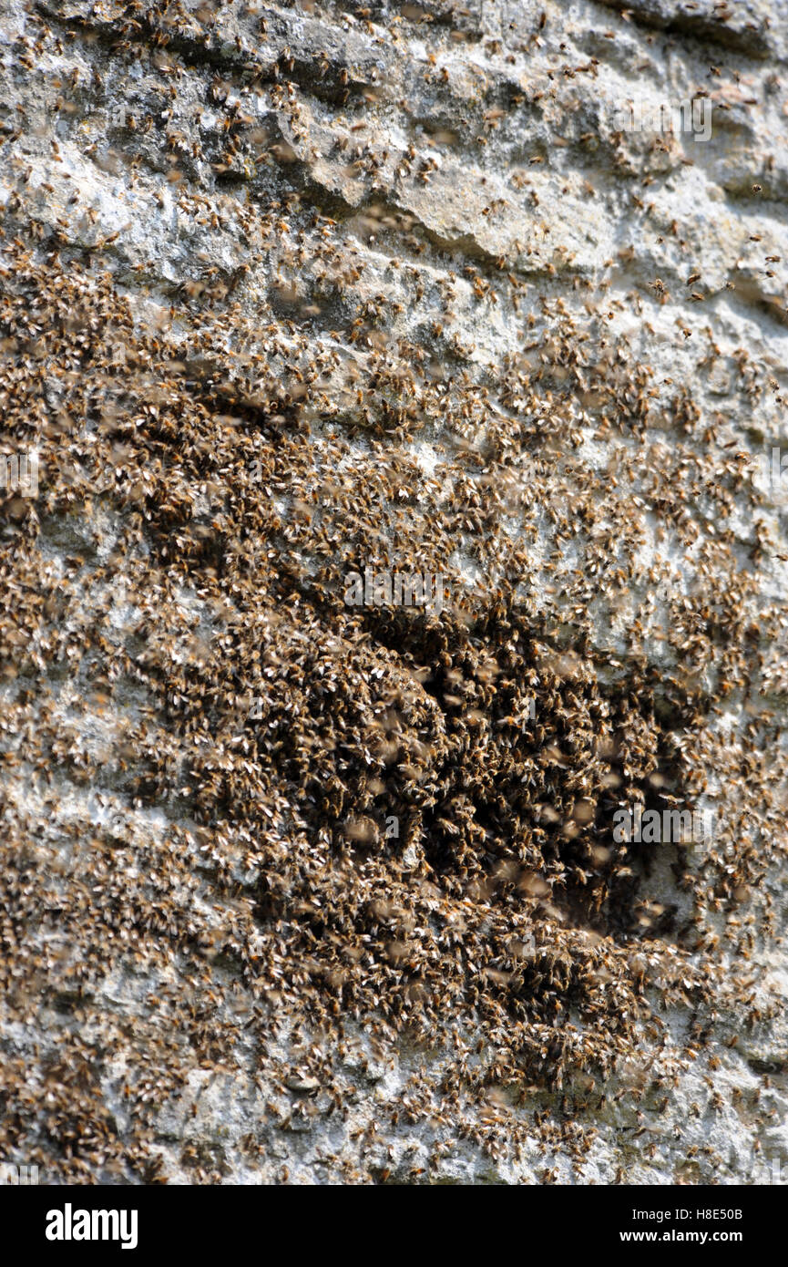 D'un essaim d'abeilles dans les ruines d'une abbaye, Oxfordshire UK Banque D'Images