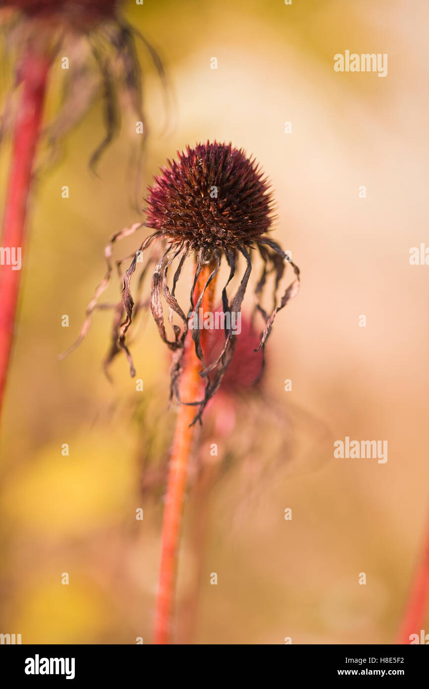 Echinacea pallida, champ Oudolf, Hauser & Wirth, Bruton, Somerset, Royaume-Uni. Designer Piet Oudolf. Septembre - Octobre. Banque D'Images