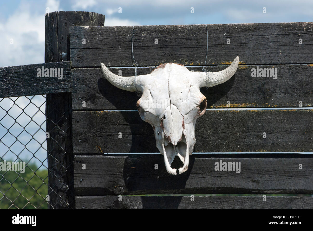 Crâne de vache dans une ferme fence Banque D'Images