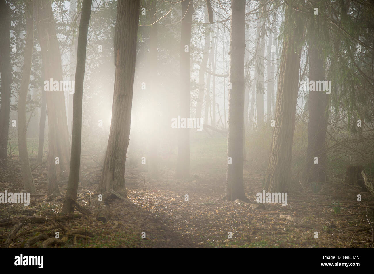 Brouillard étrange forêt brumeuse Woods Banque D'Images