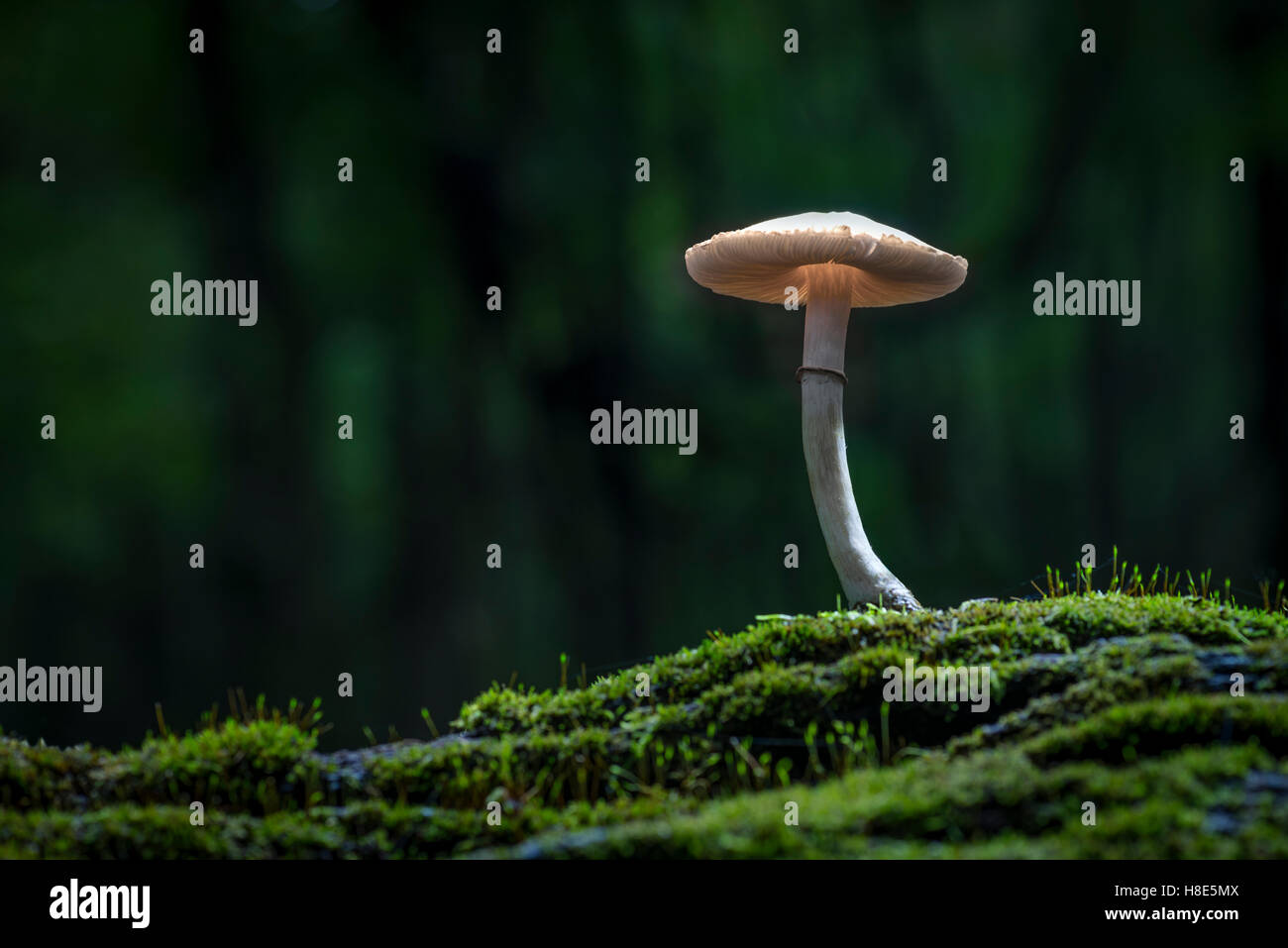 Sur le sol de la Forêt de champignons avec Moss Banque D'Images
