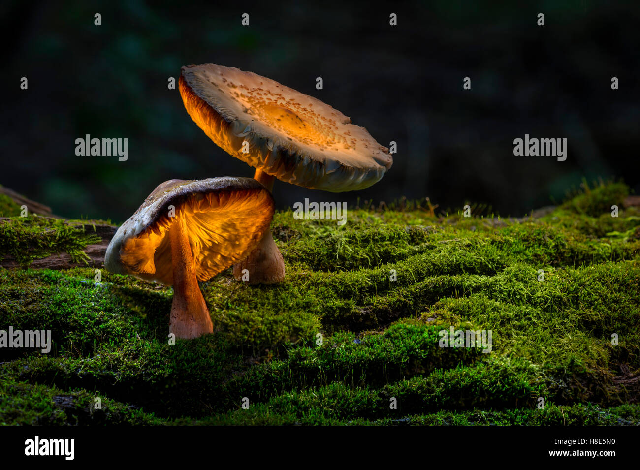 Deux champignons sur sol forestier avec Moss Banque D'Images
