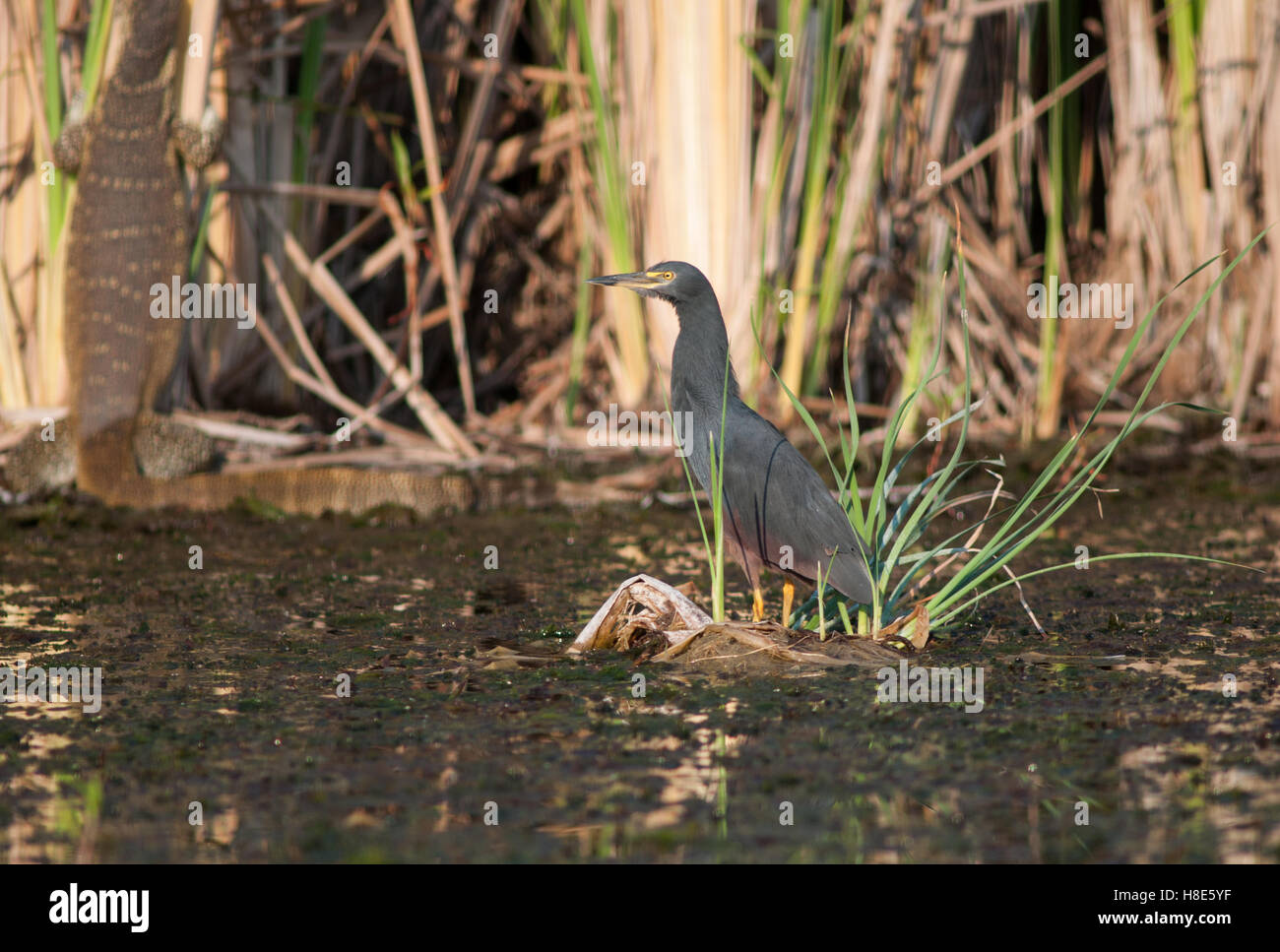 À ventre roux, Heron Ardeola rufiventris Banque D'Images