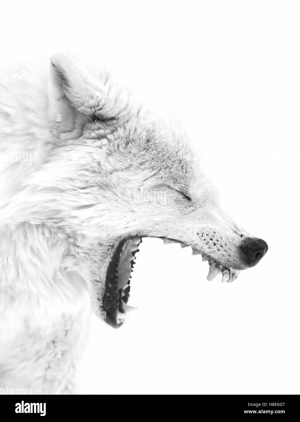 Loup arctique barking en hiver au Canada Banque D'Images