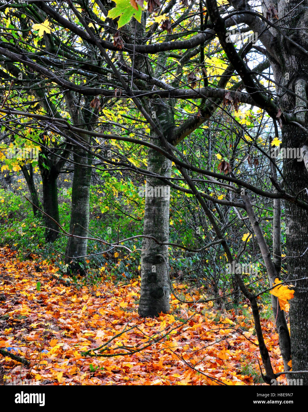 Arbres en automne avec les feuilles sur le terrain. Banque D'Images