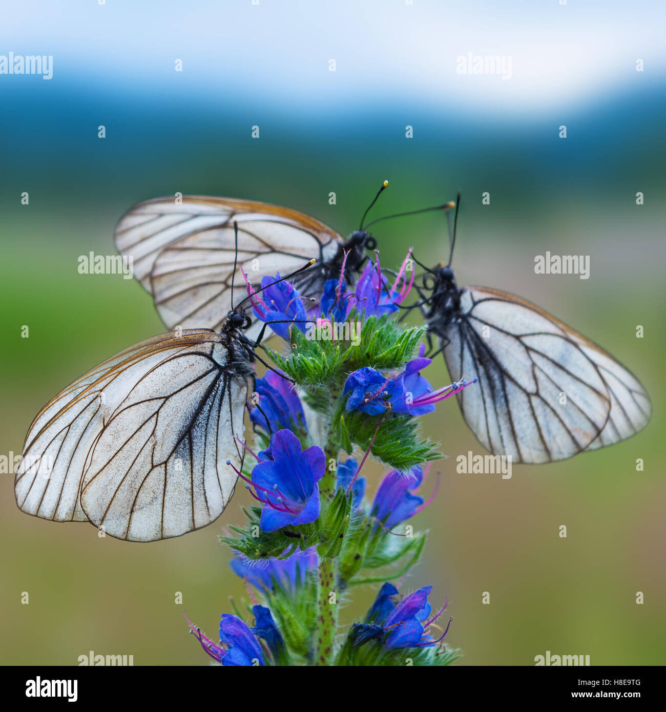 Trois papillons à rayures blanc et noir sur bleu fleur. Fond d'été avec papillon. Banque D'Images