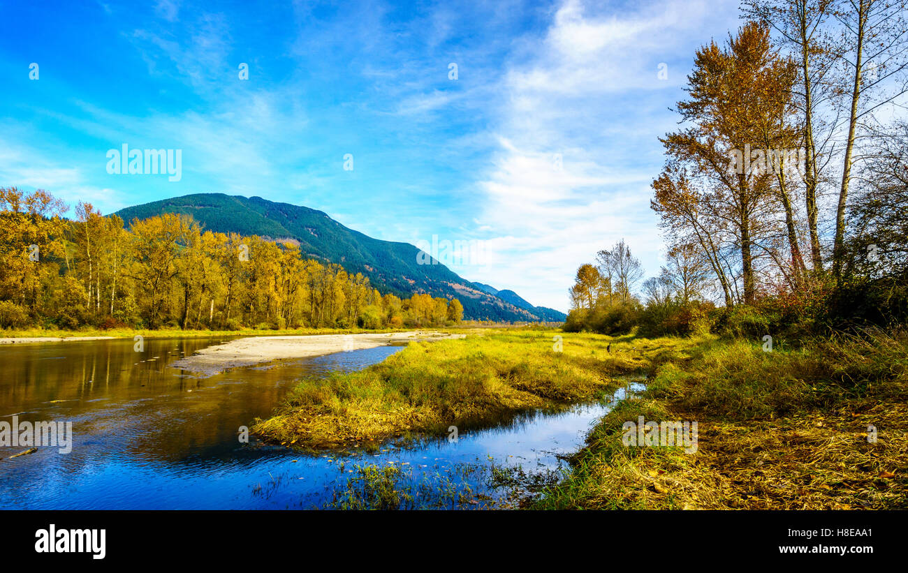 Couleurs d'automne autour de Nicomen Slough, une branche de la rivière Fraser, comme il coule à travers la vallée du Fraser en Colombie-Britannique Banque D'Images