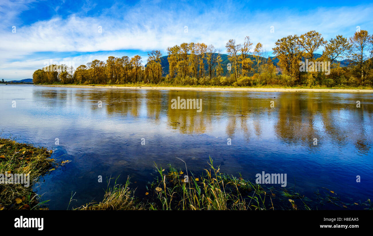 Couleurs d'automne autour de Nicomen Slough, une branche de la rivière Fraser, comme il coule à travers la vallée du Fraser en Colombie-Britannique Banque D'Images