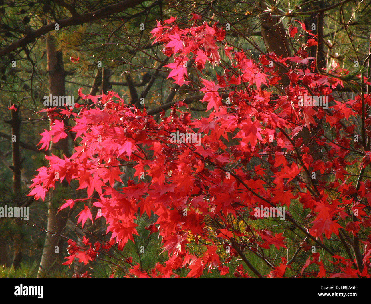 L'automne les feuilles rouges des érables dans le Parc National de Corée du Sud Banque D'Images