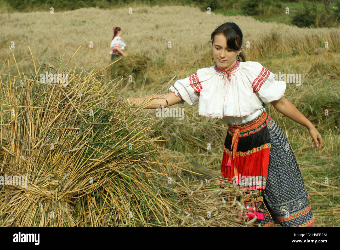 La récolte traditionnelle en Slovaquie. Banque D'Images