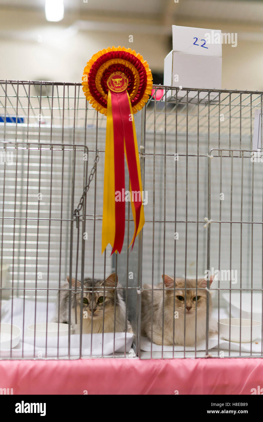 Barnard Castle - Exposition féline de championnat en 2016. Banque D'Images