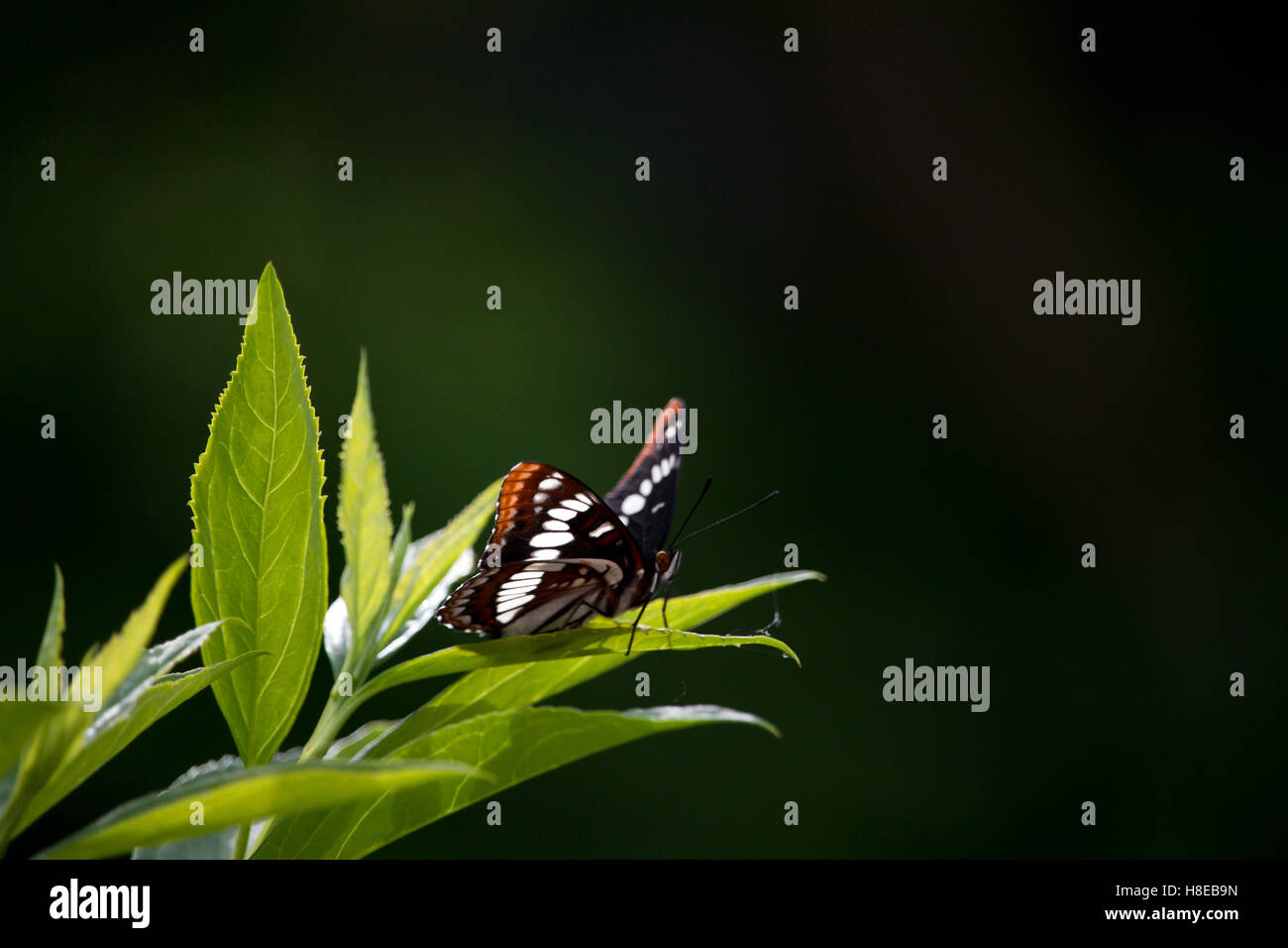 Papillon amiral de Lorquin dans le jardin Banque D'Images