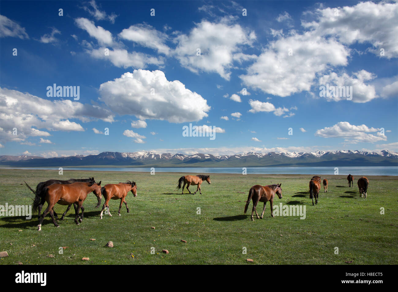 Kirghizistan - chevaux au lac Song Kol - Voyage d'habitants de l'Asie centrale Banque D'Images