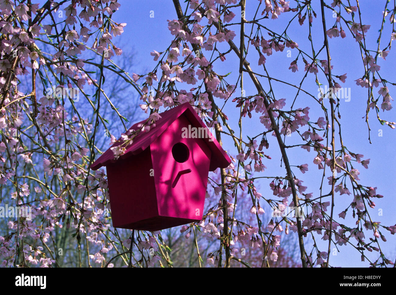 Gros plan carré d'oiseaux en bois rose, maison d'oiseaux dans un arbre fleuri Weeping Cherry arboring fleuri avec ciel bleu, New Jersey, USA, rose, coloré jardin pov Banque D'Images