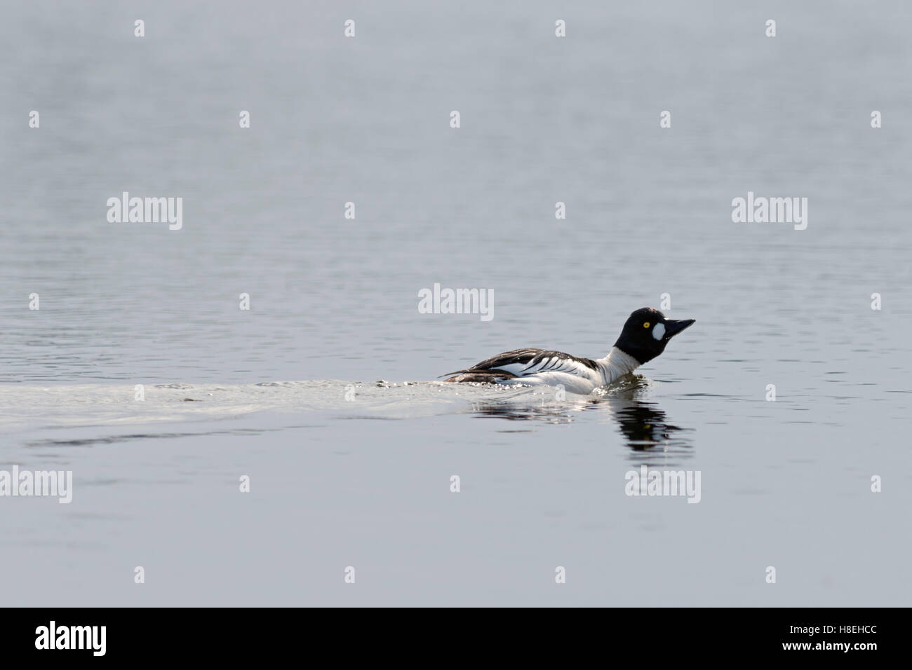GoldenEye ( Bucephala clangula ), mâle en tenue d'élevage, natation, courtisant sur un lac, à distance, Suède, Scandinavie, faune, Europe. Banque D'Images