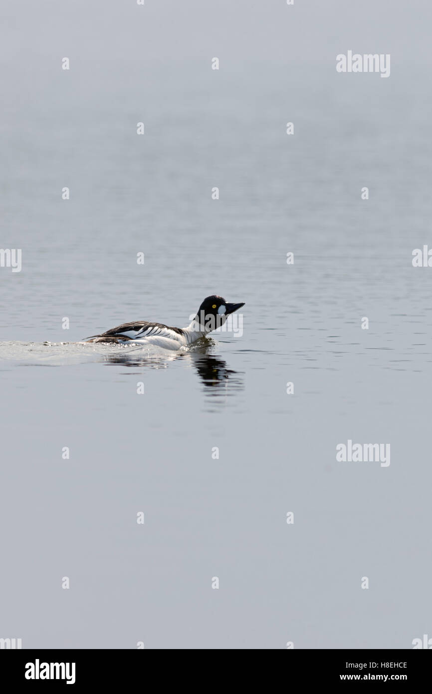 GoldenEye ( Bucephala clangula ), mâle en tenue d'élevage, natation, courtisant sur un lac, à distance, Suède, Scandinavie, faune, Europe. Banque D'Images