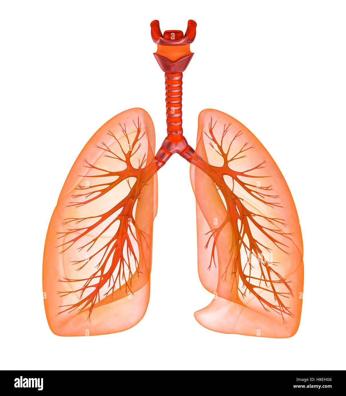 Les poumons et la trachée. Illustration 3D précis médicalement Banque D'Images