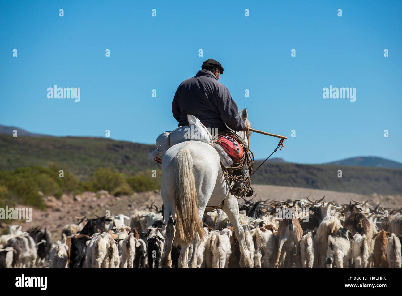 Sur l'élevage de chèvres Gaucho le long de la Route 40, l'Argentine, l'Amérique du Sud Banque D'Images