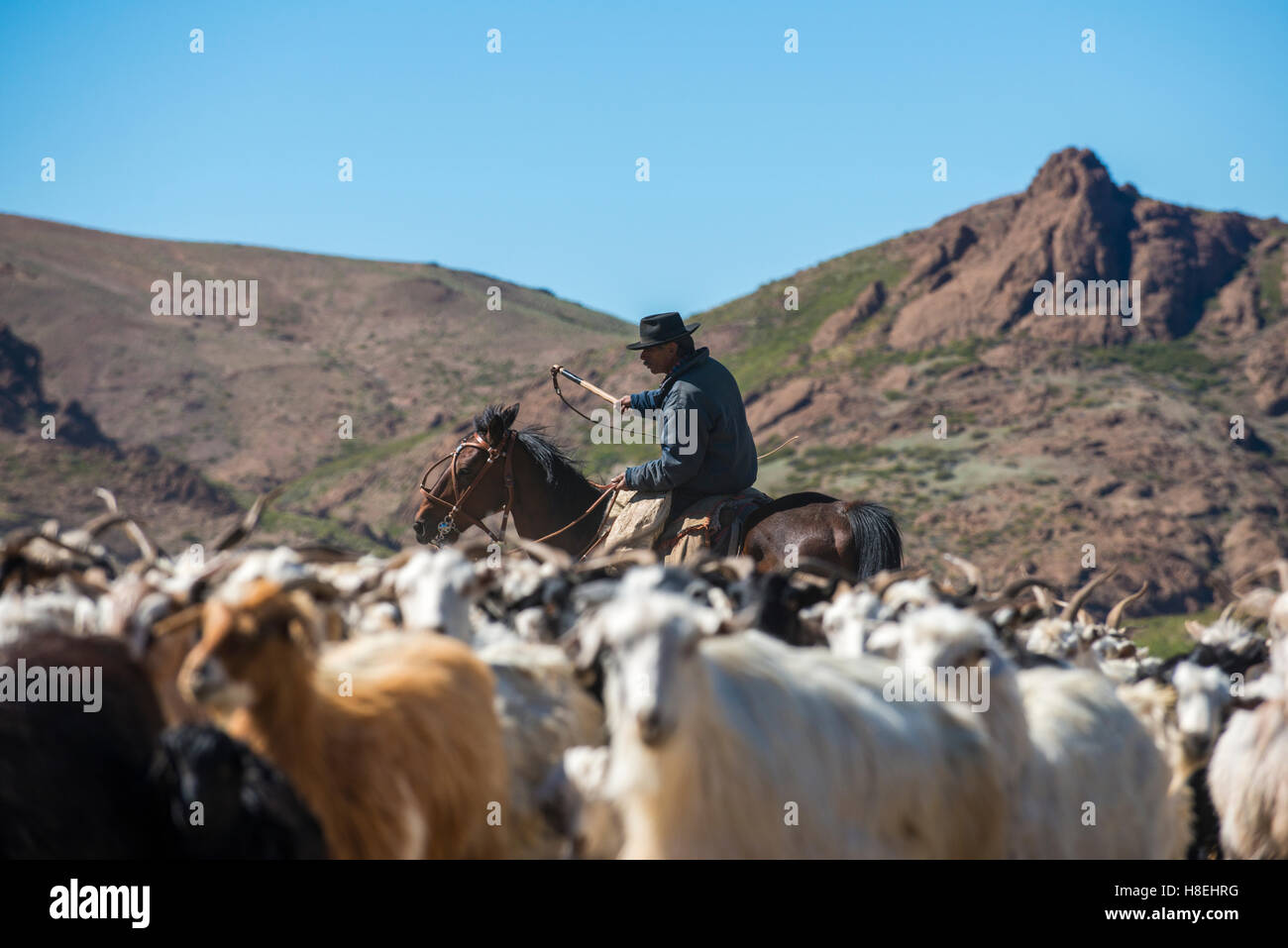 Sur l'élevage de chèvres Gaucho le long de la Route 40, l'Argentine, l'Amérique du Sud Banque D'Images