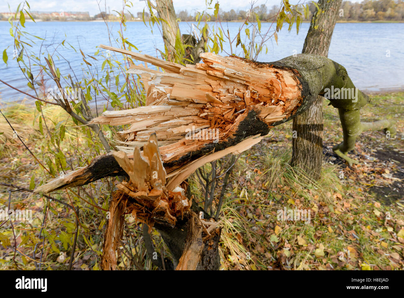 Close up d'un arbre brisé par le vent, à proximité de le Dniepr à Kiev, Ukraine Banque D'Images