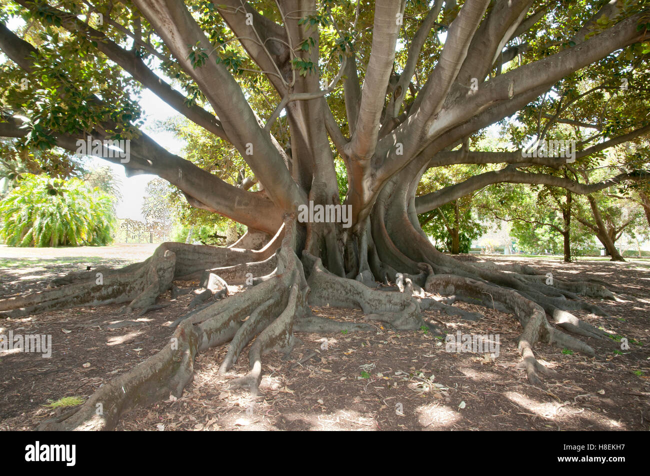Moreton Bay Fig Tree - Perth - Australie Banque D'Images