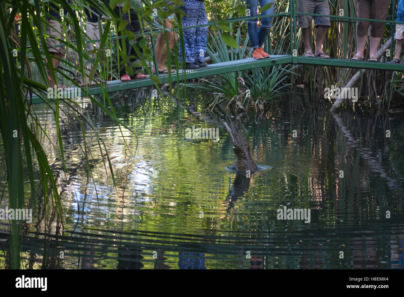 Jumping Crocodile hors de l'eau d'être nourri à Timber Creek Australie Banque D'Images