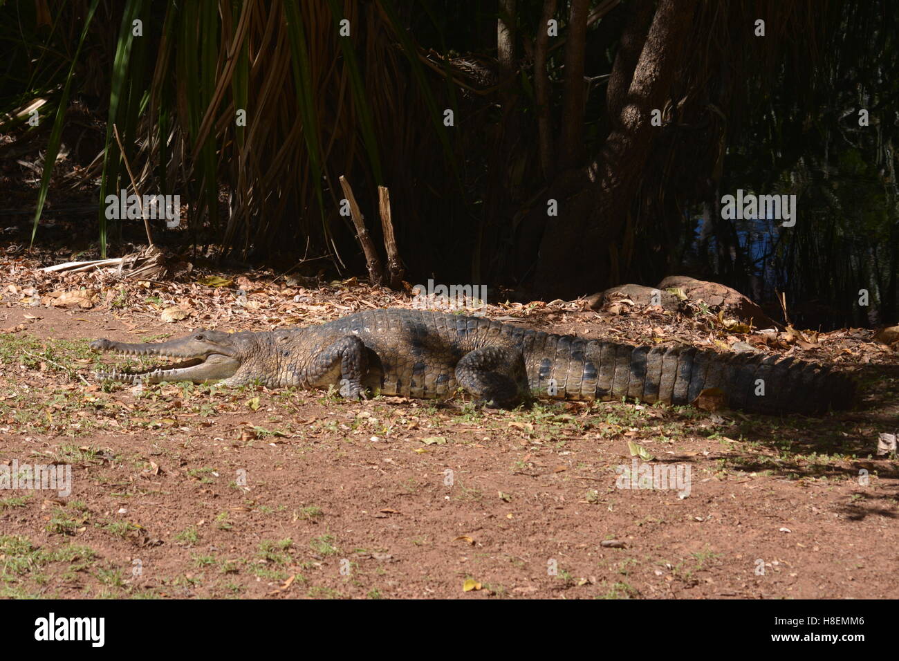 Crocodile au soleil Timber Creek Australie Banque D'Images